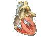 heart_anatomy.gif