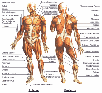 Names of each muscle
